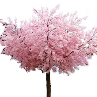乔木类-樱花树